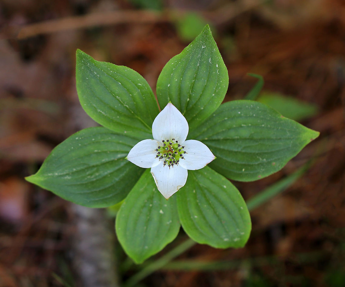 Bunchberry - Cornus canadensis A small herb that grows from creeping roots and is topped by four white, petal-like bracts above a whorl of leaves.  The flowers are tiny, yellowish-green, and are surrounded by the bracts.  Spotted in a coniferous forest.<br />
<br />
One awesome thing about this plant is that it launches pollen from its anthers in one of the fastest known plant actions.  Each flower has highly elastic petals that can flip backward, releasing the filaments that are cocked underneath the petals. The filaments fling pollen out of containers that hinged to the filaments. The pollen spores are released at 24,000 meters per second and reach an altitude of 2.5 cm, where they can remain suspended until they reach a stigma on another plant. <br />
<br />
 Canadian bunchberry,Canadian dwarf cornel,Chamaepericlymenum canadense,Cornella canadensis,Cornus canadensis,Geotagged,Spring,United States,bunchberry,cornus,crackerberry,creeping dogwood,quatre-temps