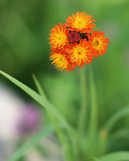 Fox and Cubs - Pilosella aurantiaca Deep reddish orange and yellow flowers that spread by seed, runners, and shallow rhizomes. The plants grow 20 - 40 cm tall.  An important distinguishing feature is the presence of blackish hairs (trichomes) that cover the stems and young flower buds.

Spotted in a meadow that was in the middle of a coniferous forest.

https://www.jungledragon.com/image/61864/fox_and_cubs_-_pilosella_aurantiaca.html
https://www.jungledragon.com/image/61865/fox_and_cubs_-_pilosella_aurantiaca.html Geotagged,Orange hawkweed,Pilosella aurantiaca,Spring,United States,devil's paintbrush,fox-and-cubs,grim-the-collier,orange hawk bit
