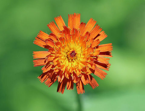 Fox and Cubs - Pilosella aurantiaca Deep reddish orange and yellow flowers that spread by seed, runners, and shallow rhizomes. The plants grow 20 - 40 cm tall. An important distinguishing feature is the presence of blackish hairs (trichomes) that cover the stems and young flower buds.

Spotted in a meadow that was in the middle of a coniferous forest. 

https://www.jungledragon.com/image/61866/foxandcubs1.html
https://www.jungledragon.com/image/61864/fox_and_cubs_-_pilosella_aurantiaca.html Fox and Cubs,Geotagged,Orange hawkweed,Pilosella aurantiaca,Spring,United States,devil's paintbrush,flowers,fox-and-cubs,grim-the-collier,orange,wildflowers