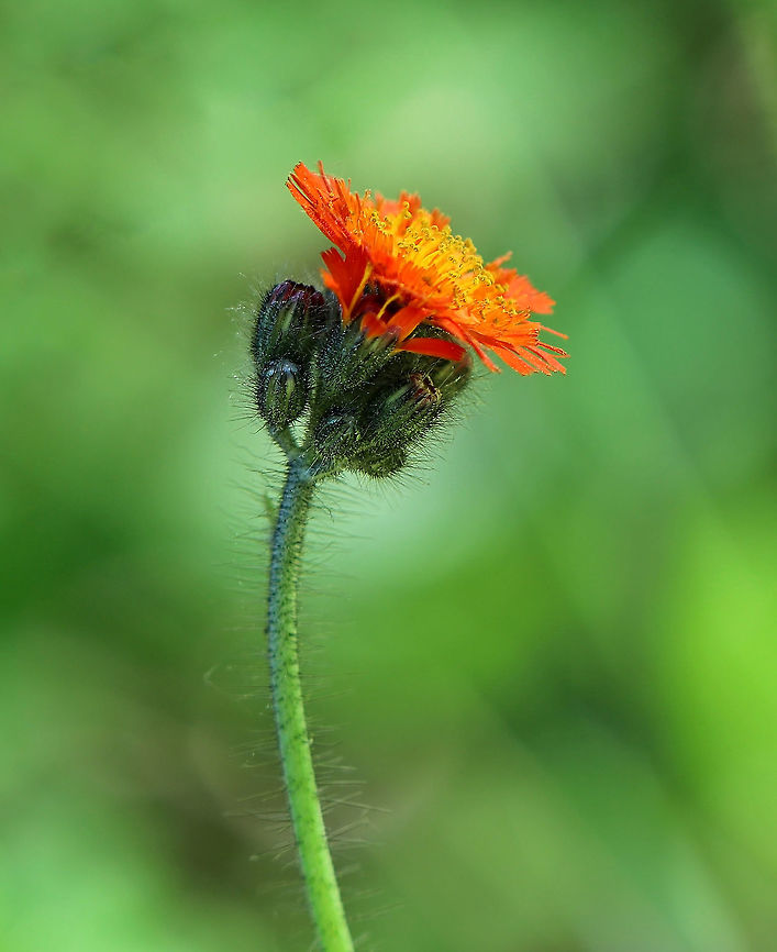 Fox and Cubs - Pilosella aurantiaca Deep reddish orange and yellow flowers that spread by seed, runners, and shallow rhizomes. The plants grow 20 - 40 cm tall. An important distinguishing feature is the presence of blackish hairs (trichomes) that cover the stems and young flower buds.<br />
<br />
Spotted in a meadow that was in the middle of a coniferous forest.<br />
<br />
<figure class="photo"><a href="https://www.jungledragon.com/image/61865/fox_and_cubs_-_pilosella_aurantiaca.html" title="Fox and Cubs - Pilosella aurantiaca"><img src="https://s3.amazonaws.com/media.jungledragon.com/images/3232/61865_thumb.jpg?AWSAccessKeyId=05GMT0V3GWVNE7GGM1R2&Expires=1767225610&Signature=XbkOMiBjGhn4lvvSgxctClKOG4w%3D" width="200" height="154" alt="Fox and Cubs - Pilosella aurantiaca Deep reddish orange and yellow flowers that spread by seed, runners, and shallow rhizomes. The plants grow 20 - 40 cm tall. An important distinguishing feature is the presence of blackish hairs (trichomes) that cover the stems and young flower buds.<br />
<br />
Spotted in a meadow that was in the middle of a coniferous forest. <br />
<br />
https://www.jungledragon.com/image/61866/foxandcubs1.html<br />
https://www.jungledragon.com/image/61864/fox_and_cubs_-_pilosella_aurantiaca.html Fox and Cubs,Geotagged,Orange hawkweed,Pilosella aurantiaca,Spring,United States,devil&#039;s paintbrush,flowers,fox-and-cubs,grim-the-collier,orange,wildflowers" /></a></figure><br />
<figure class="photo"><a href="https://www.jungledragon.com/image/61864/fox_and_cubs_-_pilosella_aurantiaca.html" title="Fox and Cubs - Pilosella aurantiaca"><img src="https://s3.amazonaws.com/media.jungledragon.com/images/3232/61864_thumb.jpg?AWSAccessKeyId=05GMT0V3GWVNE7GGM1R2&Expires=1767225610&Signature=C5hOvX27%2BHFt%2FKVU%2FEIYToL9RF8%3D" width="124" height="152" alt="Fox and Cubs - Pilosella aurantiaca Deep reddish orange and yellow flowers that spread by seed, runners, and shallow rhizomes. The plants grow 20 - 40 cm tall.  An important distinguishing feature is the presence of blackish hairs (trichomes) that cover the stems and young flower buds.<br />
<br />
Spotted in a meadow that was in the middle of a coniferous forest.<br />
<br />
https://www.jungledragon.com/image/61864/fox_and_cubs_-_pilosella_aurantiaca.html<br />
https://www.jungledragon.com/image/61865/fox_and_cubs_-_pilosella_aurantiaca.html Geotagged,Orange hawkweed,Pilosella aurantiaca,Spring,United States,devil&#039;s paintbrush,fox-and-cubs,grim-the-collier,orange hawk bit" /></a></figure><br />
<br />
 Geotagged,Orange hawkweed,Pilosella aurantiaca,Spring,United States,devil's paintbrush,flowers,fox-and-cubs,grim-the-collier,orange,wildflowers