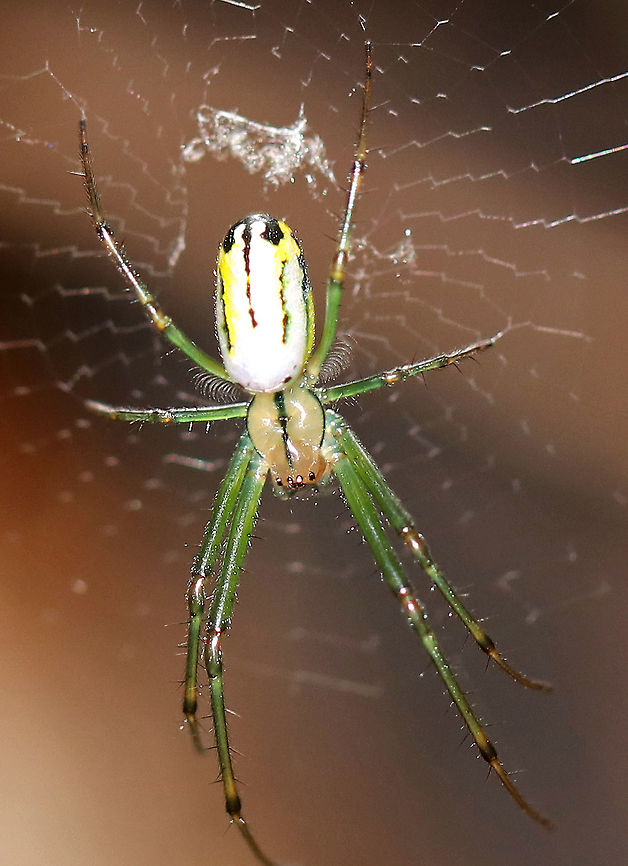Orchard Orbweaver - Leucauge venusta Beautiful spider with an elongated, white abdomen that was marked with yellow, black, and green. The cephalothorax was yellow/tan and had stripes along the sides and a single stripe down the middle. Legs were mostly green.<br />
<br />
I found nearly a dozen on these spiders inside of a wigwam. <br />
<br />
<figure class="photo"><a href="https://www.jungledragon.com/image/61881/orchard_orbweaver_-_leucauge_venusta.html" title="Orchard Orbweaver - Leucauge venusta"><img src="https://s3.amazonaws.com/media.jungledragon.com/images/3232/61881_thumb.jpg?AWSAccessKeyId=05GMT0V3GWVNE7GGM1R2&Expires=1767225610&Signature=dO%2BXbxA2hFeUSyC%2FRZw1d5O16oQ%3D" width="200" height="150" alt="Orchard Orbweaver - Leucauge venusta Beautiful spider with an elongated, white abdomen that was marked with yellow, black, and green. The cephalothorax was yellow/tan and had stripes along the sides and a single stripe down the middle. Legs were mostly green. <br />
<br />
This photo shows the ventral surface.<br />
<br />
I found nearly a dozen on these spiders inside of a wigwam.<br />
<br />
https://www.jungledragon.com/image/61880/orchard_orbweaver_-_leucauge_venusta.html<br />
https://www.jungledragon.com/image/61877/orchard_orbweaver_-_leucauge_venusta.html Geotagged,Leucauge venusta,Orchard Orbweaver,Orchard spider,Summer,United States,leucauge,orbweaver,spider" /></a></figure><br />
<figure class="photo"><a href="https://www.jungledragon.com/image/61880/orchard_orbweaver_-_leucauge_venusta.html" title="Orchard Orbweaver - Leucauge venusta"><img src="https://s3.amazonaws.com/media.jungledragon.com/images/3232/61880_thumb.jpg?AWSAccessKeyId=05GMT0V3GWVNE7GGM1R2&Expires=1767225610&Signature=sj4CA2wpVea94WuFU7e%2FyUIOohM%3D" width="200" height="158" alt="Orchard Orbweaver - Leucauge venusta Beautiful spider with an elongated, white abdomen that was marked with yellow, black, and green. The cephalothorax was yellow/tan and had stripes along the sides and a single stripe down the middle. Legs were mostly green. <br />
<br />
I found nearly a dozen on these spiders inside of a wigwam. <br />
<br />
The one in this photo was positioned right underneath a gap in the bark roof where the sunlight was shining in. The light made the legs glow like glow sticks in the darkness of the wigwam. It was pretty cool!<br />
<br />
https://www.jungledragon.com/image/61877/orchard_orbweaver_-_leucauge_venusta.html<br />
https://www.jungledragon.com/image/61881/orchard_orbweaver_-_leucauge_venusta.html Geotagged,Leucauge venusta,Orchard Orbweaver,Orchard spider,Summer,United States,leucauge,orbweaver,spider" /></a></figure> Geotagged,Leucauge,Leucauge venusta,Orchard Orbweaver,Summer,United States,orbweaver,spider