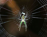 Orchard Orbweaver - Leucauge venusta Beautiful spider with an elongated, white abdomen that was marked with yellow, black, and green. The cephalothorax was yellow/tan and had stripes along the sides and a single stripe down the middle. Legs were mostly green. <br />
<br />
I found nearly a dozen on these spiders inside of a wigwam. <br />
<br />
The one in this photo was positioned right underneath a gap in the bark roof where the sunlight was shining in. The light made the legs glow like glow sticks in the darkness of the wigwam. It was pretty cool!<br />
<br />
https://www.jungledragon.com/image/61877/orchard_orbweaver_-_leucauge_venusta.html<br />
https://www.jungledragon.com/image/61881/orchard_orbweaver_-_leucauge_venusta.html Geotagged,Leucauge venusta,Orchard Orbweaver,Orchard spider,Summer,United States,leucauge,orbweaver,spider