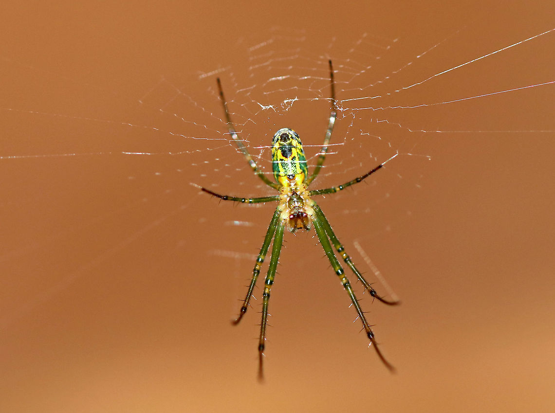 Orchard Orbweaver - Leucauge venusta Beautiful spider with an elongated, white abdomen that was marked with yellow, black, and green. The cephalothorax was yellow/tan and had stripes along the sides and a single stripe down the middle. Legs were mostly green. <br />
<br />
This photo shows the ventral surface.<br />
<br />
I found nearly a dozen on these spiders inside of a wigwam.<br />
<br />
<figure class="photo"><a href="https://www.jungledragon.com/image/61880/orchard_orbweaver_-_leucauge_venusta.html" title="Orchard Orbweaver - Leucauge venusta"><img src="https://s3.amazonaws.com/media.jungledragon.com/images/3232/61880_thumb.jpg?AWSAccessKeyId=05GMT0V3GWVNE7GGM1R2&Expires=1759968010&Signature=hestokbln0jlGYE%2BYMQQrlqb3aI%3D" width="200" height="158" alt="Orchard Orbweaver - Leucauge venusta Beautiful spider with an elongated, white abdomen that was marked with yellow, black, and green. The cephalothorax was yellow/tan and had stripes along the sides and a single stripe down the middle. Legs were mostly green. <br />
<br />
I found nearly a dozen on these spiders inside of a wigwam. <br />
<br />
The one in this photo was positioned right underneath a gap in the bark roof where the sunlight was shining in. The light made the legs glow like glow sticks in the darkness of the wigwam. It was pretty cool!<br />
<br />
https://www.jungledragon.com/image/61877/orchard_orbweaver_-_leucauge_venusta.html<br />
https://www.jungledragon.com/image/61881/orchard_orbweaver_-_leucauge_venusta.html Geotagged,Leucauge venusta,Orchard Orbweaver,Orchard spider,Summer,United States,leucauge,orbweaver,spider" /></a></figure><br />
<figure class="photo"><a href="https://www.jungledragon.com/image/61877/orchard_orbweaver_-_leucauge_venusta.html" title="Orchard Orbweaver - Leucauge venusta"><img src="https://s3.amazonaws.com/media.jungledragon.com/images/3232/61877_thumb.jpg?AWSAccessKeyId=05GMT0V3GWVNE7GGM1R2&Expires=1759968010&Signature=GgPFvoff%2FcQqgLcYWon3AlLJN2s%3D" width="112" height="152" alt="Orchard Orbweaver - Leucauge venusta Beautiful spider with an elongated, white abdomen that was marked with yellow, black, and green. The cephalothorax was yellow/tan and had stripes along the sides and a single stripe down the middle. Legs were mostly green.<br />
<br />
I found nearly a dozen on these spiders inside of a wigwam. <br />
<br />
https://www.jungledragon.com/image/61881/orchard_orbweaver_-_leucauge_venusta.html<br />
https://www.jungledragon.com/image/61880/orchard_orbweaver_-_leucauge_venusta.html Geotagged,Leucauge,Leucauge venusta,Orchard Orbweaver,Summer,United States,orbweaver,spider" /></a></figure> Geotagged,Leucauge venusta,Orchard Orbweaver,Orchard spider,Summer,United States,leucauge,orbweaver,spider