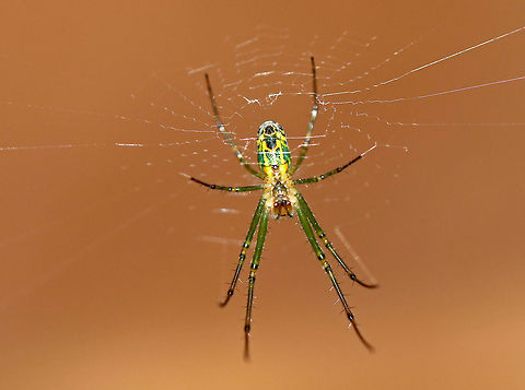 Orchard Orbweaver - Leucauge venusta Beautiful spider with an elongated, white abdomen that was marked with yellow, black, and green. The cephalothorax was yellow/tan and had stripes along the sides and a single stripe down the middle. Legs were mostly green. 

This photo shows the ventral surface.

I found nearly a dozen on these spiders inside of a wigwam.

https://www.jungledragon.com/image/61880/orchard_orbweaver_-_leucauge_venusta.html
https://www.jungledragon.com/image/61877/orchard_orbweaver_-_leucauge_venusta.html Geotagged,Leucauge venusta,Orchard Orbweaver,Orchard spider,Summer,United States,leucauge,orbweaver,spider