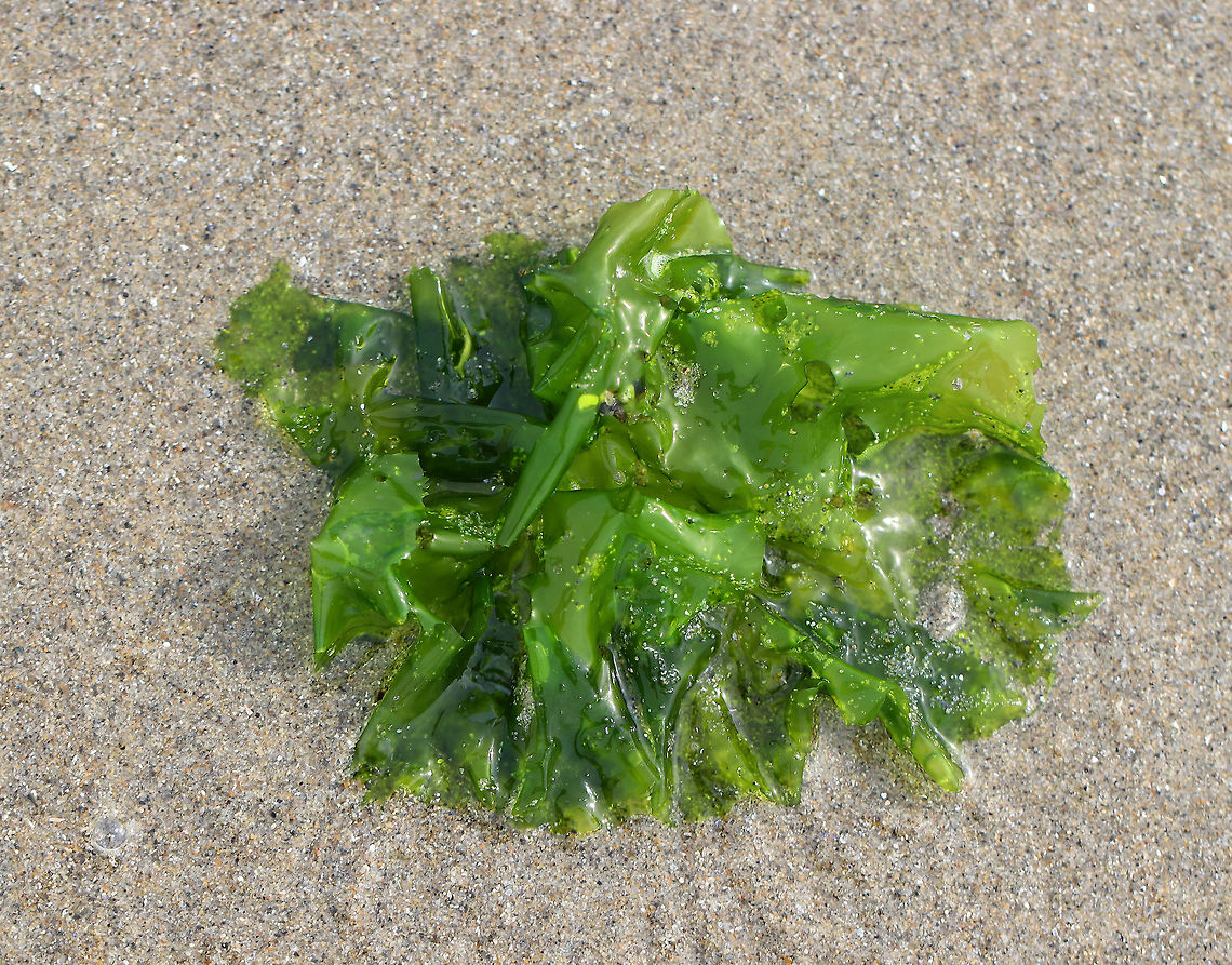 Sea Lettuce - Ulva lactuca Sea lettuce is a thin, flat, green algae that grows from a discoid holdfast on rocks or on other algae. The margin is ruffled and often torn. It can reach 18 cm (7 in) long and up to 30 cm (12 in) across. The membrane is only two cells thick, is soft and translucent. <br />
<br />
Ulva lactuca is edible, but has a strong flavor that can be lessened by soaking in water.<br />
<br />
I found this sea lettuce floating free in the low intertidal zone. Geotagged,Spring,Ulva lactuca,United States,algae,green,green algae,green laver,intertidal zone,sea lettuce,seaweed