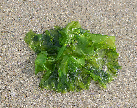 Sea Lettuce - Ulva lactuca Sea lettuce is a thin, flat, green algae that grows from a discoid holdfast on rocks or on other algae. The margin is ruffled and often torn. It can reach 18 cm (7 in) long and up to 30 cm (12 in) across. The membrane is only two cells thick, is soft and translucent.  

Ulva lactuca is edible, but has a strong flavor that can be lessened by soaking in water.

I found this sea lettuce floating free in the low intertidal zone. Geotagged,Spring,Ulva lactuca,United States,algae,green,green algae,green laver,intertidal zone,sea lettuce,seaweed