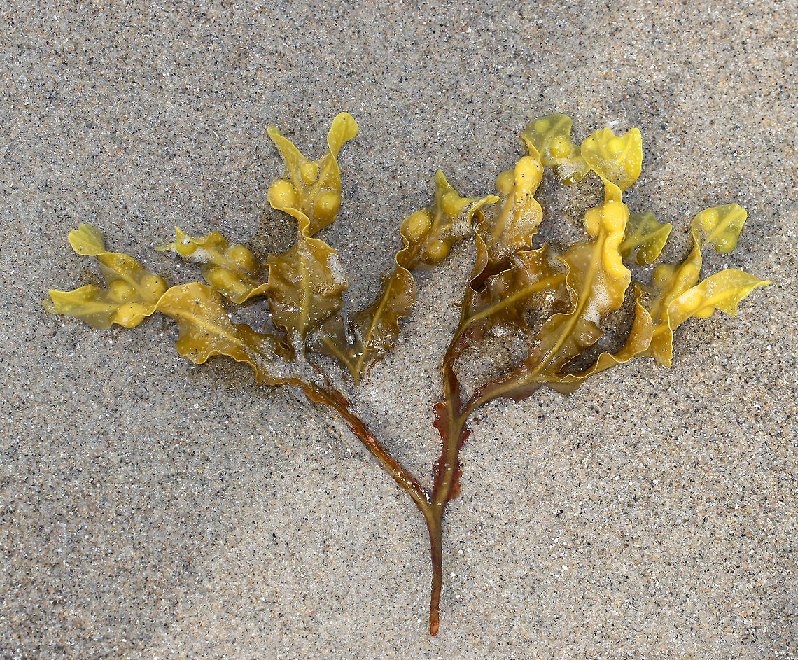 Bladder Wrack - Fucus vesiculosus This seaweed has air bladders in pairs within the blades.  The blades are often spiraled.  The receptacles are swollen and berry-shaped. The fronds grow to 90 cm (35 in) long and 2.5 cm (1in) wide and have a midrib throughout.<br />
<br />
Spotted in large quantities in the low intertidal zone.<br />
<br />
Bladder wrack was the original source of iodine and has been used extensively to treat thyroid disorders. Fucus vesiculosus,Geotagged,Spring,United States,algae,black tang,black tany,bladder fucus,bladderwrack,brown kelp,cut weed,dyers fucus,fucus vesiculosus,intertidal zone,kelp,red fucus,rock wrack,rockweed,sea oak,seaweed