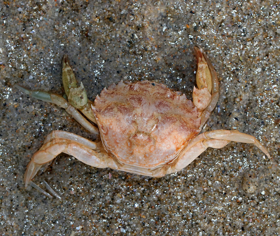 Green Crab - Carcinus maenas Shell somewhat broader than long with 5 marginal and 3 frontal teeth. The last pair of legs are flattened, but not paddle-shaped. The carapace grows up to 90 mm wide. <br />
<br />
I saw lots of small (40-50 mm) green crabs in the high and low intertidal zones. They were all dead though. They appeared physically intact, so I don't think they were predated upon. Usually when I find dead crabs, all that is left is the empty carapaces. Not sure why they were dead, unless they were molts.<br />
<br />
Carcinus maenas is a widespread invasive species and is listed among the 100 "world's worst alien invasive species". Although invasive, they are the most common crab along the New England shore. Carcinus maenas,Common littoral crab,European green crab,European shore crab,Geotagged,Spring,United States,crab,green crab,green shore crab,littoral crab,shore crab