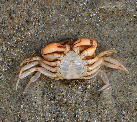 Green Crab - Carcinus maenas Shell somewhat broader than long with 5 marginal and 3 frontal teeth. The last pair of legs are flattened, but not paddle-shaped. The carapace grows up to 90 mm wide. 

 I saw lots of small (40-50 mm) green crabs in the high and low intertidal zones. They were all dead though. They appeared physically intact, so I don't think they were predated upon. Usually when I find dead crabs, all that is left is the empty carapaces. Not sure why they were dead, unless they were molts. This crab had a red, round, hole/mark on its left, front claw - maybe that played a role in its demise?

Carcinus maenas is a widespread invasive species and is listed among the 100 "world's worst alien invasive species". Although invasive, they are the most common crab along the New England shore.  Carcinus maenas,Common littoral crab,Geotagged,Spring,United States,carcinus,crab,green crab,shore crab
