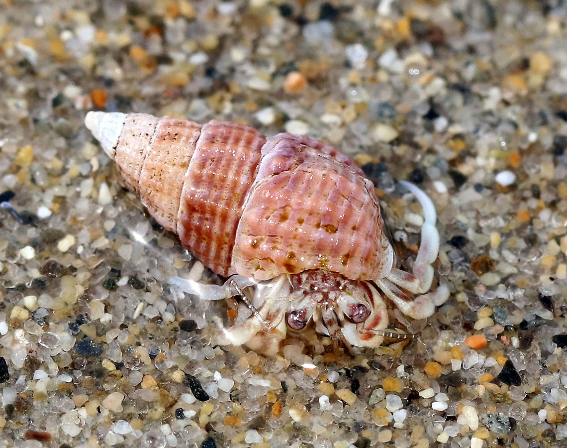 Hermit Crab - Pagurus acadianus Major claw moderately wide, covered with tubercles, and with bold orange stripes. Carapace grows to about 31 mm long.<br />
<br />
Spotted in tide pools and subtidal.<br />
 Acadian hermit crab,Geotagged,Pagurus acadianus,Spring,United States,crab,hermit crab,pagurus