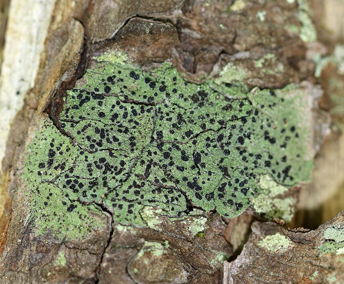 Lichen - Bacidia schweinitzii Green lichen with black apothecia. It was growing on conifer trees along the Maine coast. Bacidia,Bacidia schweinitzii,Geotagged,Spring,United States,lichen