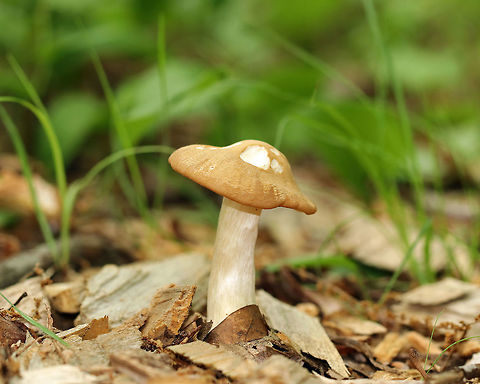 Entoloma sp. 5-7 cm tall. Tan, slightly shriveled cap with an inrolled margin. Lighter tan gills and stipe. Growing in wood chips on the edge of a walking trail in a mixed forest.

https://www.jungledragon.com/image/61907/entoloma_sp.html Geotagged,Spring,United States,entoloma,fungus,mushroom