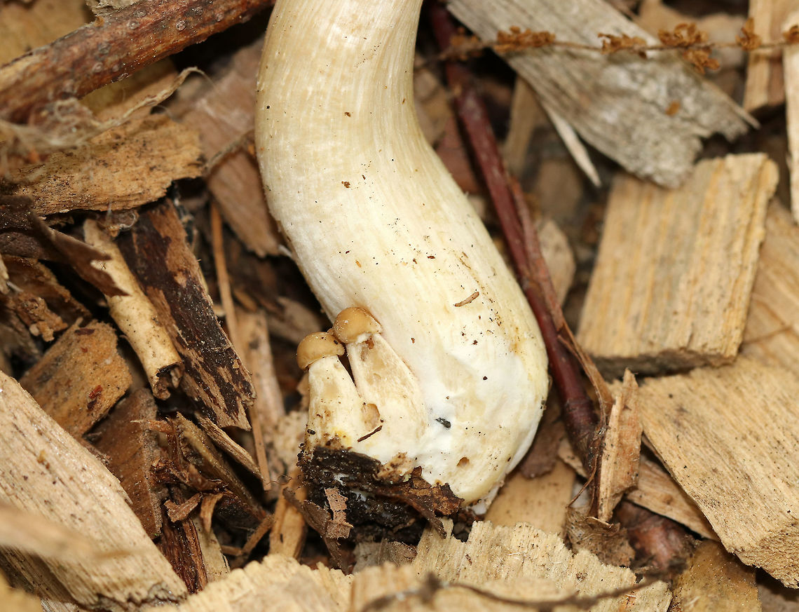 Entoloma sp. 5-7 cm tall. Tan, slightly shriveled cap with an inrolled margin. Lighter tan gills and stipe. It had 2 baby mushrooms growing out of the base of the stipe.<br />
<br />
Growing in wood chips on the edge of a walking trail in a mixed forest. <br />
<br />
<figure class="photo"><a href="https://www.jungledragon.com/image/61906/entoloma_sp.html" title="Entoloma sp."><img src="https://s3.amazonaws.com/media.jungledragon.com/images/3232/61906_thumb.jpg?AWSAccessKeyId=05GMT0V3GWVNE7GGM1R2&Expires=1759968010&Signature=wKWSbYbYWyh2UBICn0cE%2BgM0RUY%3D" width="200" height="160" alt="Entoloma sp. 5-7 cm tall. Tan, slightly shriveled cap with an inrolled margin. Lighter tan gills and stipe. Growing in wood chips on the edge of a walking trail in a mixed forest.<br />
<br />
https://www.jungledragon.com/image/61907/entoloma_sp.html Geotagged,Spring,United States,entoloma,fungus,mushroom" /></a></figure> Geotagged,Spring,United States,entoloma,fungus,mushroom