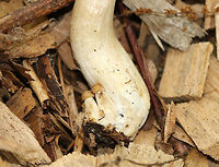 Entoloma sp. 5-7 cm tall. Tan, slightly shriveled cap with an inrolled margin. Lighter tan gills and stipe. It had 2 baby mushrooms growing out of the base of the stipe.<br />
<br />
Growing in wood chips on the edge of a walking trail in a mixed forest. <br />
<br />
https://www.jungledragon.com/image/61906/entoloma_sp.html Geotagged,Spring,United States,entoloma,fungus,mushroom