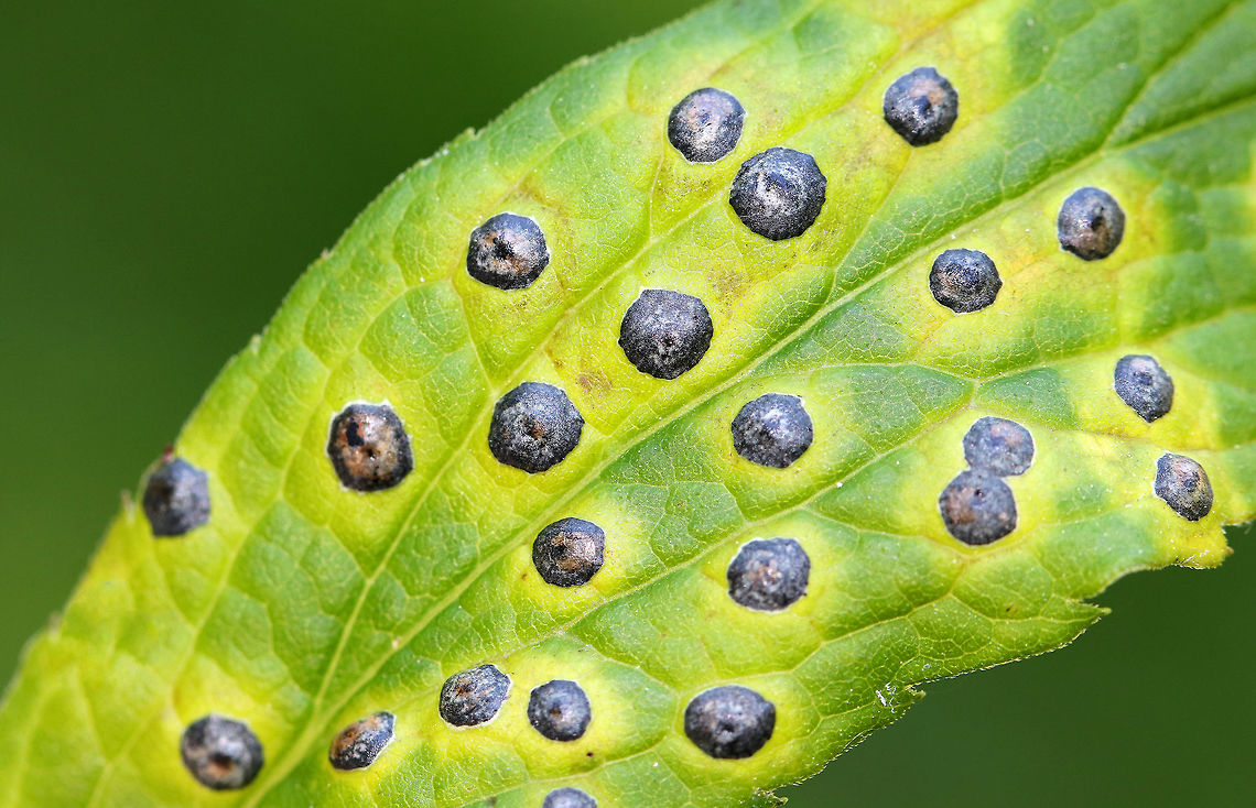 Gall Midge - Asteromyia carbonifera Females lay eggs on the underside of goldenrod leaves (Solidago sp.). The development from egg to adult takes 4-5 weeks, and there are several generations per year.<br />
<br />
The galls are flat and circular. They contain a symbiotic fungus, Botryosphaeria dothidea, which the larvae does not eat.  The fungus confers some protection against parasitoid wasps. The females carry spores of the fungus.<br />
<br />
<figure class="photo"><a href="https://www.jungledragon.com/image/61910/gall_midge_-_asteromyia_carbonifera.html" title="Gall Midge - Asteromyia carbonifera"><img src="https://s3.amazonaws.com/media.jungledragon.com/images/3232/61910_thumb.jpg?AWSAccessKeyId=05GMT0V3GWVNE7GGM1R2&Expires=1765411210&Signature=f13aOyK%2B2DGUsd0Tup8uONR91wI%3D" width="200" height="160" alt="Gall Midge - Asteromyia carbonifera Females lay eggs on the underside of goldenrod leaves (Solidago sp.). The development from egg to adult takes 4-5 weeks, and there are several generations per year.<br />
<br />
The galls are flat and circular. They contain a symbiotic fungus, Botryosphaeria dothidea, which the larvae does not eat. The fungus confers some protection against parasitoid wasps. The females carry spores of the fungus. <br />
<br />
This photo shows the underside of the galls.<br />
<br />
https://www.jungledragon.com/image/61909/gall_midge_-_asteromyia_carbonifera.html<br />
https://www.jungledragon.com/image/61908/gall_midge_-_asteromyia_carbonifera.html Asteromyia,Asteromyia carbonifera,Geotagged,Summer,United States,carbonifera,gall,gall midge,goldenrod gall midge,solidago,symbiosis" /></a></figure><br />
<figure class="photo"><a href="https://www.jungledragon.com/image/61909/gall_midge_-_asteromyia_carbonifera.html" title="Gall Midge - Asteromyia carbonifera"><img src="https://s3.amazonaws.com/media.jungledragon.com/images/3232/61909_thumb.jpg?AWSAccessKeyId=05GMT0V3GWVNE7GGM1R2&Expires=1765411210&Signature=kFRlbp%2Fw6cBol4oM%2Bfmolc9SL4w%3D" width="200" height="160" alt="Gall Midge - Asteromyia carbonifera Females lay eggs on the underside of goldenrod leaves (Solidago sp.). The development from egg to adult takes 4-5 weeks, and there are several generations per year.<br />
<br />
The galls are flat and circular. They contain a symbiotic fungus, Botryosphaeria dothidea, which the larvae does not eat. The fungus confers some protection against parasitoid wasps. The females carry spores of the fungus. <br />
<br />
This photo shows the inside of a one of the galls. <br />
<br />
https://www.jungledragon.com/image/61908/gall_midge_-_asteromyia_carbonifera.html<br />
https://www.jungledragon.com/image/61910/gall_midge_-_asteromyia_carbonifera.html Asteromyia,Asteromyia carbonifera,Botryosphaeria dothidea,Gall Midge,Geotagged,Summer,United States,carbonifera,gall,solidago,symbiosis" /></a></figure> Asteromyia,Asteromyia carbonifera,Botryosphaeria dothidea,Geotagged,Summer,United States,carbonifera,gall,gall midge,symbiosis