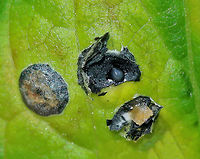 Gall Midge - Asteromyia carbonifera Females lay eggs on the underside of goldenrod leaves (Solidago sp.). The development from egg to adult takes 4-5 weeks, and there are several generations per year.<br />
<br />
The galls are flat and circular. They contain a symbiotic fungus, Botryosphaeria dothidea, which the larvae does not eat. The fungus confers some protection against parasitoid wasps. The females carry spores of the fungus. <br />
<br />
This photo shows the inside of a one of the galls. <br />
<br />
https://www.jungledragon.com/image/61908/gall_midge_-_asteromyia_carbonifera.html<br />
https://www.jungledragon.com/image/61910/gall_midge_-_asteromyia_carbonifera.html Asteromyia,Asteromyia carbonifera,Botryosphaeria dothidea,Gall Midge,Geotagged,Summer,United States,carbonifera,gall,solidago,symbiosis