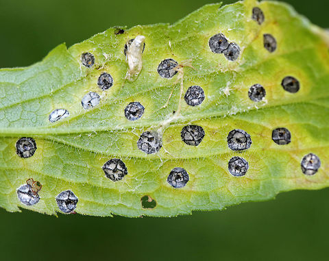 Gall Midge - Asteromyia carbonifera Females lay eggs on the underside of goldenrod leaves (Solidago sp.). The development from egg to adult takes 4-5 weeks, and there are several generations per year.

The galls are flat and circular. They contain a symbiotic fungus, Botryosphaeria dothidea, which the larvae does not eat. The fungus confers some protection against parasitoid wasps. The females carry spores of the fungus. 

This photo shows the underside of the galls.

https://www.jungledragon.com/image/61909/gall_midge_-_asteromyia_carbonifera.html
https://www.jungledragon.com/image/61908/gall_midge_-_asteromyia_carbonifera.html Asteromyia,Asteromyia carbonifera,Geotagged,Summer,United States,carbonifera,gall,gall midge,goldenrod gall midge,solidago,symbiosis