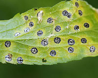 Gall Midge - Asteromyia carbonifera Females lay eggs on the underside of goldenrod leaves (Solidago sp.). The development from egg to adult takes 4-5 weeks, and there are several generations per year.<br />
<br />
The galls are flat and circular. They contain a symbiotic fungus, Botryosphaeria dothidea, which the larvae does not eat. The fungus confers some protection against parasitoid wasps. The females carry spores of the fungus. <br />
<br />
This photo shows the underside of the galls.<br />
<br />
https://www.jungledragon.com/image/61909/gall_midge_-_asteromyia_carbonifera.html<br />
https://www.jungledragon.com/image/61908/gall_midge_-_asteromyia_carbonifera.html Asteromyia,Asteromyia carbonifera,Geotagged,Summer,United States,carbonifera,gall,gall midge,goldenrod gall midge,solidago,symbiosis