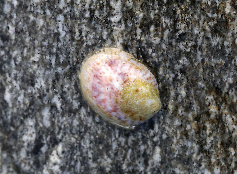 Common slipper shell - Crepidula fornicata Spotted on a rock in the intertidal zone. I didn't get a shot of the underside because they firmly clamp themselves to rocks and forcefully removing them can injure them. Common slipper shell,Crepidula fornicata,Geotagged,Spring