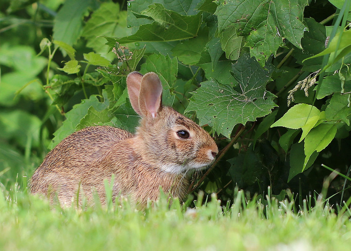 Eastern Cottontail - Sylvilagus floridanus The eastern cottontail is chunky, has red-brown or gray-brown coloring, large hind feet, long ears, and a short fluffy white tail. Its underside is white. There is also a rusty patch on the tail. It has large brown eyes and large ears to see and listen for danger.  Eastern Cottontail,Eastern cottontail,Geotagged,Summer,Sylvilagus,Sylvilagus floridanus,United States,rabbit