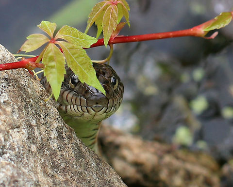 Northern Water Snake - Nerodia sipedon This snake thought for sure that it had the perfect hiding spot! I spotted it basking in the sun on the side of a pond. When it saw me, it slithered over to the edge of the water so that it could both hide from and watch me.

Its dorsum was strongly keeled and was a dark grayish color. It had a pattern of reddish brown bands on its venter.

This snake is currently secure in Connecticut, but many are killed each year as they are mistaken for venomous snakes.

https://www.jungledragon.com/image/61934/northern_water_snake_-_nerodia_sipedon.html
https://www.jungledragon.com/image/61935/northern_water_snake_-_nerodia_sipedon.html Geotagged,Nerodia sipedon,Northern water snake,Summer,United States,snake,water snake