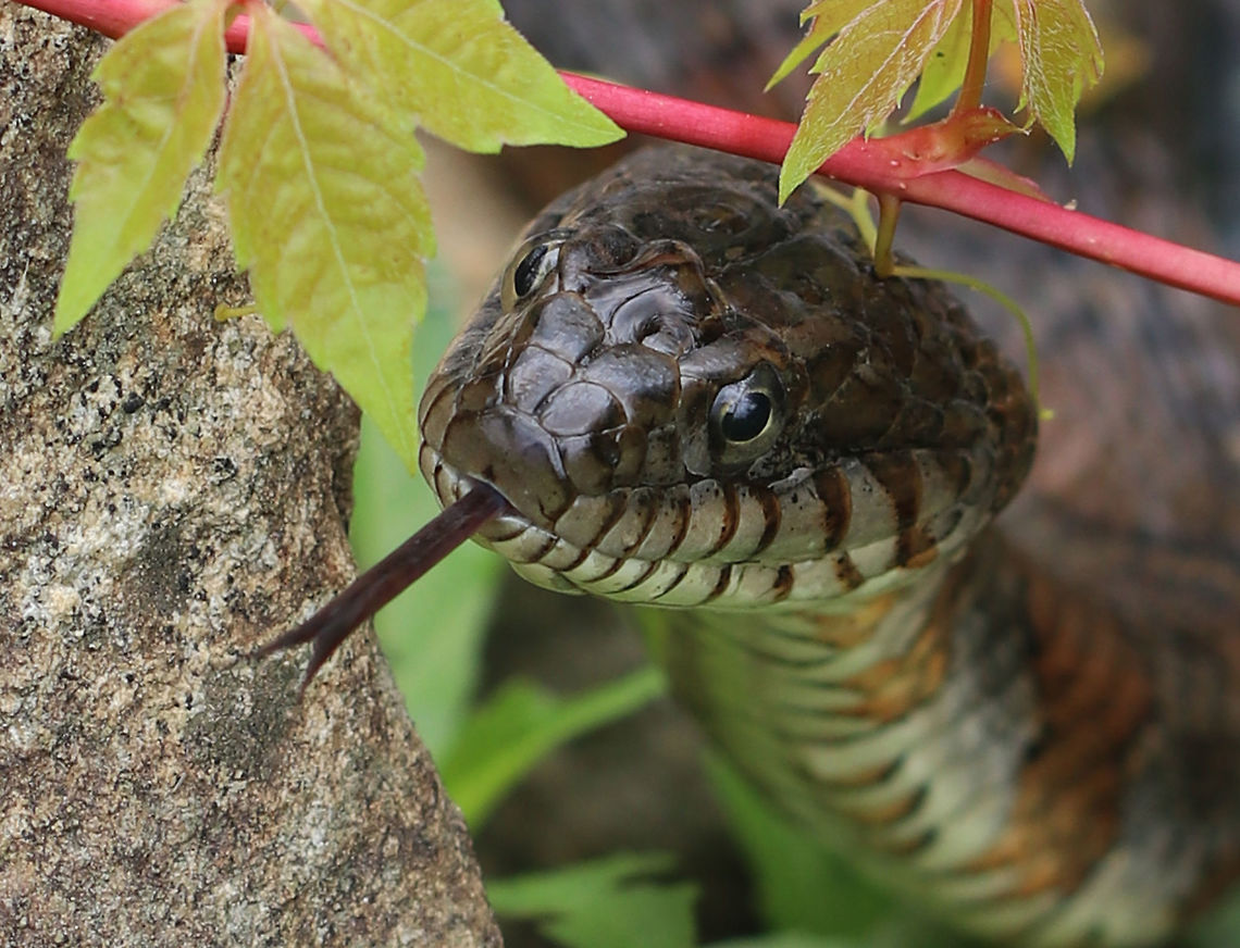 Northern Water Snake - Nerodia sipedon This snake thought for sure that it had the perfect hiding spot! I spotted it basking in the sun on the side of a pond. When it saw me, it slithered over to the edge of the water so that it could both hide from and watch me.<br />
<br />
 Its dorsum was strongly keeled and was a dark grayish color. It had a pattern of reddish brown bands on its venter.<br />
<br />
This snake is currently secure in Connecticut, but many are killed each year as they are mistaken for venomous snakes.<br />
<br />
<figure class="photo"><a href="https://www.jungledragon.com/image/61935/northern_water_snake_-_nerodia_sipedon.html" title="Northern Water Snake - Nerodia sipedon"><img src="https://s3.amazonaws.com/media.jungledragon.com/images/3232/61935_thumb.jpg?AWSAccessKeyId=05GMT0V3GWVNE7GGM1R2&Expires=1769040010&Signature=Xy%2FEDsT0of9zsmaQ7X2hUtJuxvM%3D" width="104" height="152" alt="Northern Water Snake - Nerodia sipedon This snake thought for sure that it had the perfect hiding spot! I spotted it basking in the sun on the side of a pond. When it saw me, it slithered over to the edge of the water so that it could both hide from and watch me.<br />
<br />
 Its dorsum was strongly keeled and was a dark grayish color. It had a pattern of reddish brown bands on its venter.<br />
<br />
This snake is currently secure in Connecticut, but many are killed each year as they are mistaken for venomous snakes.<br />
<br />
https://www.jungledragon.com/image/61933/northern_water_snake_-_nerodia_sipedon.html<br />
https://www.jungledragon.com/image/61934/northern_water_snake_-_nerodia_sipedon.html<br />
 Geotagged,Nerodia sipedon,Northern water snake,Summer,United States,snake,water snake" /></a></figure><br />
<figure class="photo"><a href="https://www.jungledragon.com/image/61933/northern_water_snake_-_nerodia_sipedon.html" title="Northern Water Snake - Nerodia sipedon"><img src="https://s3.amazonaws.com/media.jungledragon.com/images/3232/61933_thumb.jpg?AWSAccessKeyId=05GMT0V3GWVNE7GGM1R2&Expires=1769040010&Signature=JUVfScHtH0iOz9QZKwbzrUNaII8%3D" width="200" height="162" alt="Northern Water Snake - Nerodia sipedon This snake thought for sure that it had the perfect hiding spot! I spotted it basking in the sun on the side of a pond. When it saw me, it slithered over to the edge of the water so that it could both hide from and watch me.<br />
<br />
Its dorsum was strongly keeled and was a dark grayish color. It had a pattern of reddish brown bands on its venter.<br />
<br />
This snake is currently secure in Connecticut, but many are killed each year as they are mistaken for venomous snakes.<br />
<br />
https://www.jungledragon.com/image/61934/northern_water_snake_-_nerodia_sipedon.html<br />
https://www.jungledragon.com/image/61935/northern_water_snake_-_nerodia_sipedon.html Geotagged,Nerodia sipedon,Northern water snake,Summer,United States,snake,water snake" /></a></figure> Geotagged,Nerodia sipedon,Northern Water Snake,Northern water snake,Summer,United States,nerodia,snake,water snake