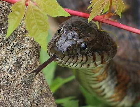 Northern Water Snake - Nerodia sipedon This snake thought for sure that it had the perfect hiding spot! I spotted it basking in the sun on the side of a pond. When it saw me, it slithered over to the edge of the water so that it could both hide from and watch me.

 Its dorsum was strongly keeled and was a dark grayish color. It had a pattern of reddish brown bands on its venter.

This snake is currently secure in Connecticut, but many are killed each year as they are mistaken for venomous snakes.

https://www.jungledragon.com/image/61935/northern_water_snake_-_nerodia_sipedon.html
https://www.jungledragon.com/image/61933/northern_water_snake_-_nerodia_sipedon.html Geotagged,Nerodia sipedon,Northern Water Snake,Northern water snake,Summer,United States,nerodia,snake,water snake