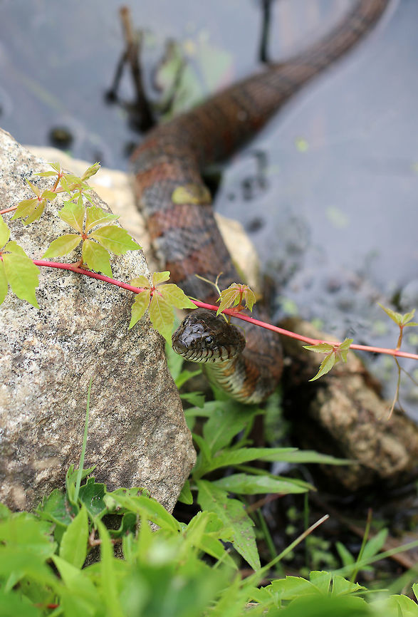 Northern Water Snake - Nerodia sipedon This snake thought for sure that it had the perfect hiding spot! I spotted it basking in the sun on the side of a pond. When it saw me, it slithered over to the edge of the water so that it could both hide from and watch me.<br />
<br />
 Its dorsum was strongly keeled and was a dark grayish color. It had a pattern of reddish brown bands on its venter.<br />
<br />
This snake is currently secure in Connecticut, but many are killed each year as they are mistaken for venomous snakes.<br />
<br />
<figure class="photo"><a href="https://www.jungledragon.com/image/61933/northern_water_snake_-_nerodia_sipedon.html" title="Northern Water Snake - Nerodia sipedon"><img src="https://s3.amazonaws.com/media.jungledragon.com/images/3232/61933_thumb.jpg?AWSAccessKeyId=05GMT0V3GWVNE7GGM1R2&Expires=1769040010&Signature=JUVfScHtH0iOz9QZKwbzrUNaII8%3D" width="200" height="162" alt="Northern Water Snake - Nerodia sipedon This snake thought for sure that it had the perfect hiding spot! I spotted it basking in the sun on the side of a pond. When it saw me, it slithered over to the edge of the water so that it could both hide from and watch me.<br />
<br />
Its dorsum was strongly keeled and was a dark grayish color. It had a pattern of reddish brown bands on its venter.<br />
<br />
This snake is currently secure in Connecticut, but many are killed each year as they are mistaken for venomous snakes.<br />
<br />
https://www.jungledragon.com/image/61934/northern_water_snake_-_nerodia_sipedon.html<br />
https://www.jungledragon.com/image/61935/northern_water_snake_-_nerodia_sipedon.html Geotagged,Nerodia sipedon,Northern water snake,Summer,United States,snake,water snake" /></a></figure><br />
<figure class="photo"><a href="https://www.jungledragon.com/image/61934/northern_water_snake_-_nerodia_sipedon.html" title="Northern Water Snake - Nerodia sipedon"><img src="https://s3.amazonaws.com/media.jungledragon.com/images/3232/61934_thumb.jpg?AWSAccessKeyId=05GMT0V3GWVNE7GGM1R2&Expires=1769040010&Signature=5zDJiTjnu2ykPzxOrkh8YN7Rb20%3D" width="200" height="154" alt="Northern Water Snake - Nerodia sipedon This snake thought for sure that it had the perfect hiding spot! I spotted it basking in the sun on the side of a pond. When it saw me, it slithered over to the edge of the water so that it could both hide from and watch me.<br />
<br />
 Its dorsum was strongly keeled and was a dark grayish color. It had a pattern of reddish brown bands on its venter.<br />
<br />
This snake is currently secure in Connecticut, but many are killed each year as they are mistaken for venomous snakes.<br />
<br />
https://www.jungledragon.com/image/61935/northern_water_snake_-_nerodia_sipedon.html<br />
https://www.jungledragon.com/image/61933/northern_water_snake_-_nerodia_sipedon.html Geotagged,Nerodia sipedon,Northern Water Snake,Northern water snake,Summer,United States,nerodia,snake,water snake" /></a></figure><br />
 Geotagged,Nerodia sipedon,Northern water snake,Summer,United States,snake,water snake