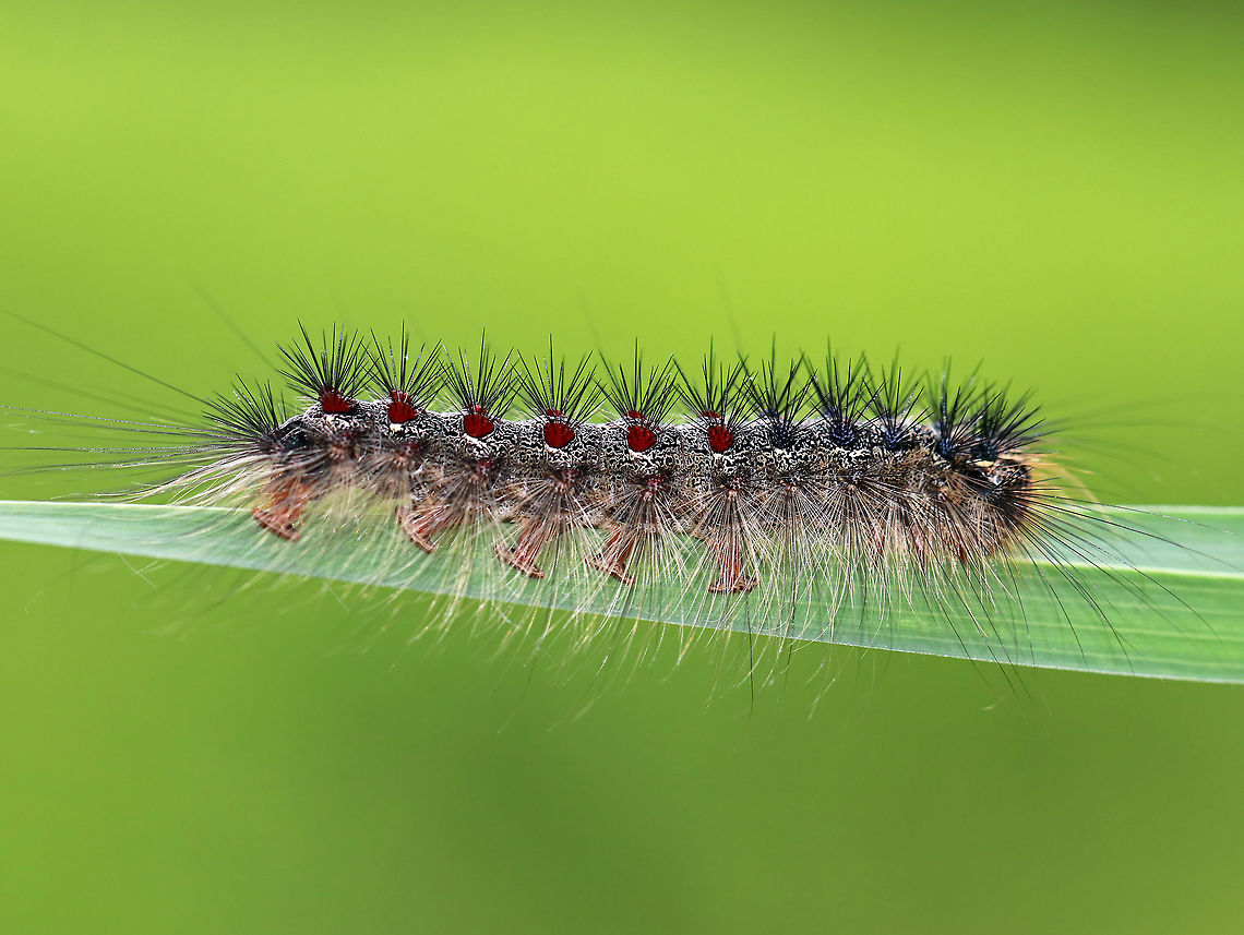 Gypsy Moth Caterpillar - Lymantria dispar Larvae can be distinguished from other species of caterpillars by their spots. They have 5 pairs of blue spots and 6 pairs of red spots. They also have long, hair-like setae covering their bodies. This particular caterpillar was pretty big - probably about 5-6 cm. <br />
<br />
Spotted low in the vegetation in a meadow.<br />
<br />
<figure class="photo"><a href="https://www.jungledragon.com/image/61940/gypsy_moth_caterpillar_-_lymantria_dispar.html" title="Gypsy Moth Caterpillar - Lymantria dispar"><img src="https://s3.amazonaws.com/media.jungledragon.com/images/3232/61940_thumb.jpg?AWSAccessKeyId=05GMT0V3GWVNE7GGM1R2&Expires=1759968010&Signature=Emw2slZW4RLRtrP0py8l3u56F0k%3D" width="200" height="156" alt="Gypsy Moth Caterpillar - Lymantria dispar Larvae can be distinguished from other species of caterpillars by their spots. They have 5 pairs of blue spots and 6 pairs of red spots. They also have long, hair-like setae covering their bodies. This particular caterpillar was pretty big - probably about 5-6 cm. <br />
<br />
Spotted low in the vegetation in a meadow. <br />
<br />
https://www.jungledragon.com/image/61941/gypsy_moth_caterpillar_-_lymantria_dispar.html<br />
https://www.jungledragon.com/image/61939/gypsy_moth_caterpillar_-_lymantria_dispar.html<br />
https://www.jungledragon.com/image/61944/gypsy_moth_caterpillar_-_lymantria_dispar.html Geotagged,Gypsy moth,Lymantria dispar,Summer,United States,caterpillar,larva,lymantria" /></a></figure><br />
<figure class="photo"><a href="https://www.jungledragon.com/image/61941/gypsy_moth_caterpillar_-_lymantria_dispar.html" title="Gypsy Moth Caterpillar - Lymantria dispar"><img src="https://s3.amazonaws.com/media.jungledragon.com/images/3232/61941_thumb.jpg?AWSAccessKeyId=05GMT0V3GWVNE7GGM1R2&Expires=1759968010&Signature=9mYELhPrzL2%2B4we%2B6P3MJeJbrd4%3D" width="200" height="158" alt="Gypsy Moth Caterpillar - Lymantria dispar Larvae can be distinguished from other species of caterpillars by their spots. They have 5 pairs of blue spots and 6 pairs of red spots. They also have long, hair-like setae covering their bodies. This particular caterpillar was pretty big - probably about 5-6 cm. <br />
<br />
Spotted low in the vegetation in a meadow.<br />
<br />
https://www.jungledragon.com/image/61939/gypsy_moth_caterpillar_-_lymantria_dispar.html<br />
https://www.jungledragon.com/image/61940/gypsy_moth_caterpillar_-_lymantria_dispar.html<br />
https://www.jungledragon.com/image/61944/gypsy_moth_caterpillar_-_lymantria_dispar.html Geotagged,Gypsy moth,Lymantria,Lymantria dispar,Summer,United States,caterpillar,larva" /></a></figure><br />
<figure class="photo"><a href="https://www.jungledragon.com/image/61944/gypsy_moth_caterpillar_-_lymantria_dispar.html" title="Gypsy Moth Caterpillar - Lymantria dispar"><img src="https://s3.amazonaws.com/media.jungledragon.com/images/3232/61944_thumb.jpg?AWSAccessKeyId=05GMT0V3GWVNE7GGM1R2&Expires=1759968010&Signature=N70NQ3UX01ATtt0pzB5JuLn5lNY%3D" width="200" height="160" alt="Gypsy Moth Caterpillar - Lymantria dispar Larvae can be distinguished from other species of caterpillars by their spots. They have 5 pairs of blue spots and 6 pairs of red spots. They also have long, hair-like setae covering their bodies. This particular caterpillar was pretty big - probably about 5-6 cm. <br />
<br />
Spotted low in the vegetation in a meadow.<br />
<br />
https://www.jungledragon.com/image/61939/gypsy_moth_caterpillar_-_lymantria_dispar.html<br />
https://www.jungledragon.com/image/61941/gypsy_moth_caterpillar_-_lymantria_dispar.html<br />
https://www.jungledragon.com/image/61940/gypsy_moth_caterpillar_-_lymantria_dispar.html<br />
Geotagged,Gypsy moth,Lymantria dispar,Summer,United States,caterpillar,larva,lymantria" /></a></figure> Geotagged,Gypsy moth,Lymantria,Lymantria dispar,Summer,United States,caterpillar,larva,moth week 2018