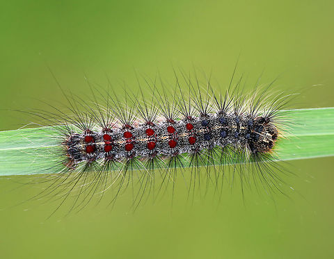 Gypsy Moth Caterpillar - Lymantria dispar Larvae can be distinguished from other species of caterpillars by their spots. They have 5 pairs of blue spots and 6 pairs of red spots. They also have long, hair-like setae covering their bodies. This particular caterpillar was pretty big - probably about 5-6 cm. 

 Spotted low in the vegetation in a meadow. 

https://www.jungledragon.com/image/61941/gypsy_moth_caterpillar_-_lymantria_dispar.html
https://www.jungledragon.com/image/61939/gypsy_moth_caterpillar_-_lymantria_dispar.html
https://www.jungledragon.com/image/61944/gypsy_moth_caterpillar_-_lymantria_dispar.html Geotagged,Gypsy moth,Lymantria dispar,Summer,United States,caterpillar,larva,lymantria