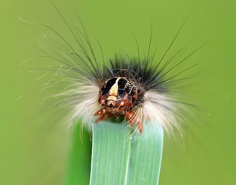 Gypsy Moth Caterpillar - Lymantria dispar Larvae can be distinguished from other species of caterpillars by their spots. They have 5 pairs of blue spots and 6 pairs of red spots. They also have long, hair-like setae covering their bodies. This particular caterpillar was pretty big - probably about 5-6 cm. 

 Spotted low in the vegetation in a meadow.

https://www.jungledragon.com/image/61939/gypsy_moth_caterpillar_-_lymantria_dispar.html
https://www.jungledragon.com/image/61940/gypsy_moth_caterpillar_-_lymantria_dispar.html
https://www.jungledragon.com/image/61944/gypsy_moth_caterpillar_-_lymantria_dispar.html Geotagged,Gypsy moth,Lymantria,Lymantria dispar,Summer,United States,caterpillar,larva