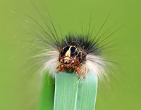 Gypsy Moth Caterpillar - Lymantria dispar Larvae can be distinguished from other species of caterpillars by their spots. They have 5 pairs of blue spots and 6 pairs of red spots. They also have long, hair-like setae covering their bodies. This particular caterpillar was pretty big - probably about 5-6 cm. <br />
<br />
 Spotted low in the vegetation in a meadow.<br />
<br />
https://www.jungledragon.com/image/61939/gypsy_moth_caterpillar_-_lymantria_dispar.html<br />
https://www.jungledragon.com/image/61940/gypsy_moth_caterpillar_-_lymantria_dispar.html<br />
https://www.jungledragon.com/image/61944/gypsy_moth_caterpillar_-_lymantria_dispar.html Geotagged,Gypsy moth,Lymantria,Lymantria dispar,Summer,United States,caterpillar,larva