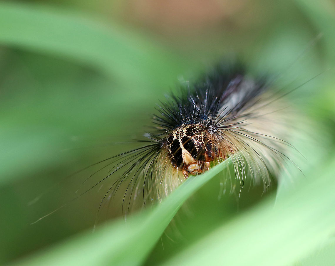 Gypsy Moth Caterpillar - Lymantria dispar Larvae can be distinguished from other species of caterpillars by their spots. They have 5 pairs of blue spots and 6 pairs of red spots. They also have long, hair-like setae covering their bodies. This particular caterpillar was pretty big - probably about 5-6 cm. <br />
<br />
 Spotted low in the vegetation in a meadow.<br />
<br />
<figure class="photo"><a href="https://www.jungledragon.com/image/61939/gypsy_moth_caterpillar_-_lymantria_dispar.html" title="Gypsy Moth Caterpillar - Lymantria dispar"><img src="https://s3.amazonaws.com/media.jungledragon.com/images/3232/61939_thumb.jpg?AWSAccessKeyId=05GMT0V3GWVNE7GGM1R2&Expires=1759968010&Signature=397WEC7bYXzFKKjuugix5C9dUJg%3D" width="200" height="152" alt="Gypsy Moth Caterpillar - Lymantria dispar Larvae can be distinguished from other species of caterpillars by their spots. They have 5 pairs of blue spots and 6 pairs of red spots. They also have long, hair-like setae covering their bodies.  This particular caterpillar was pretty big - probably about 5-6 cm.  <br />
<br />
Spotted low in the vegetation in a meadow.<br />
<br />
https://www.jungledragon.com/image/61940/gypsy_moth_caterpillar_-_lymantria_dispar.html<br />
https://www.jungledragon.com/image/61941/gypsy_moth_caterpillar_-_lymantria_dispar.html<br />
https://www.jungledragon.com/image/61944/gypsy_moth_caterpillar_-_lymantria_dispar.html Geotagged,Gypsy moth,Lymantria,Lymantria dispar,Summer,United States,caterpillar,larva,moth week 2018" /></a></figure><br />
<figure class="photo"><a href="https://www.jungledragon.com/image/61941/gypsy_moth_caterpillar_-_lymantria_dispar.html" title="Gypsy Moth Caterpillar - Lymantria dispar"><img src="https://s3.amazonaws.com/media.jungledragon.com/images/3232/61941_thumb.jpg?AWSAccessKeyId=05GMT0V3GWVNE7GGM1R2&Expires=1759968010&Signature=9mYELhPrzL2%2B4we%2B6P3MJeJbrd4%3D" width="200" height="158" alt="Gypsy Moth Caterpillar - Lymantria dispar Larvae can be distinguished from other species of caterpillars by their spots. They have 5 pairs of blue spots and 6 pairs of red spots. They also have long, hair-like setae covering their bodies. This particular caterpillar was pretty big - probably about 5-6 cm. <br />
<br />
 Spotted low in the vegetation in a meadow.<br />
<br />
https://www.jungledragon.com/image/61939/gypsy_moth_caterpillar_-_lymantria_dispar.html<br />
https://www.jungledragon.com/image/61940/gypsy_moth_caterpillar_-_lymantria_dispar.html<br />
https://www.jungledragon.com/image/61944/gypsy_moth_caterpillar_-_lymantria_dispar.html Geotagged,Gypsy moth,Lymantria,Lymantria dispar,Summer,United States,caterpillar,larva" /></a></figure><br />
<figure class="photo"><a href="https://www.jungledragon.com/image/61940/gypsy_moth_caterpillar_-_lymantria_dispar.html" title="Gypsy Moth Caterpillar - Lymantria dispar"><img src="https://s3.amazonaws.com/media.jungledragon.com/images/3232/61940_thumb.jpg?AWSAccessKeyId=05GMT0V3GWVNE7GGM1R2&Expires=1759968010&Signature=Emw2slZW4RLRtrP0py8l3u56F0k%3D" width="200" height="156" alt="Gypsy Moth Caterpillar - Lymantria dispar Larvae can be distinguished from other species of caterpillars by their spots. They have 5 pairs of blue spots and 6 pairs of red spots. They also have long, hair-like setae covering their bodies. This particular caterpillar was pretty big - probably about 5-6 cm. <br />
<br />
 Spotted low in the vegetation in a meadow. <br />
<br />
https://www.jungledragon.com/image/61941/gypsy_moth_caterpillar_-_lymantria_dispar.html<br />
https://www.jungledragon.com/image/61939/gypsy_moth_caterpillar_-_lymantria_dispar.html<br />
https://www.jungledragon.com/image/61944/gypsy_moth_caterpillar_-_lymantria_dispar.html Geotagged,Gypsy moth,Lymantria dispar,Summer,United States,caterpillar,larva,lymantria" /></a></figure><br />
 Geotagged,Gypsy moth,Lymantria dispar,Summer,United States,caterpillar,larva,lymantria