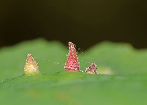 Witch Hazel Cone Gall Aphid - Hormaphis hamamelidis These galls are caused by tiny aphids. Their host is Witch Hazel (Hamamelis virginiana).

They are easily recognizable by a red conical gall structure. This gall, which are rich in nutrients, provide both food and shelter for the female aphid.

https://www.jungledragon.com/image/61972/witch_hazel_cone_gall_aphid_-_hormaphis_hamamelidis.html
https://www.jungledragon.com/image/61973/witch_hazel_cone_gall_aphid_-_hormaphis_hamamelidis.html Geotagged,Hormaphis hamamelidis,Summer,United States,Witch-hazel cone gall aphid,aphid,gall aphid,witch hazel