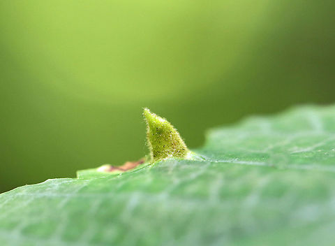 Witch Hazel Cone Gall Aphid - Hormaphis hamamelidis These galls are caused by tiny aphids. Their host is Witch Hazel (Hamamelis virginiana).

 They are easily recognizable by a red conical gall structure. This gall, which are rich in nutrients, provide both food and shelter for the female aphid. 

https://www.jungledragon.com/image/61969/witch_hazel_cone_gall_aphid_-_hormaphis_hamamelidis.html
https://www.jungledragon.com/image/61973/witch_hazel_cone_gall_aphid_-_hormaphis_hamamelidis.html Geotagged,Hormaphis,Hormaphis hamamelidis,Summer,United States,Witch Hazel Cone Gall Aphid,Witch-hazel cone gall aphid,aphid,gall aphid