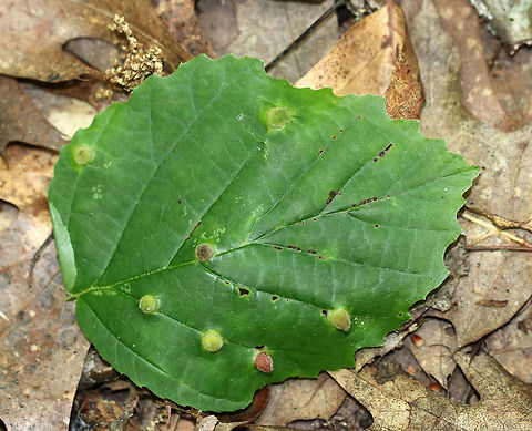 Witch Hazel Cone Gall Aphid - Hormaphis hamamelidis These galls are caused by tiny aphids. Their host is Witch Hazel (Hamamelis virginiana).

They are easily recognizable by a red conical gall structure. This gall, which are rich in nutrients, provide both food and shelter for the female aphid. 

https://www.jungledragon.com/image/61972/witch_hazel_cone_gall_aphid_-_hormaphis_hamamelidis.html
https://www.jungledragon.com/image/61969/witch_hazel_cone_gall_aphid_-_hormaphis_hamamelidis.html Geotagged,Hormaphis hamamelidis,Summer,United States,Witch Hazel Cone Gall Aphid,Witch-hazel cone gall aphid,aphid,gall,gall aphid