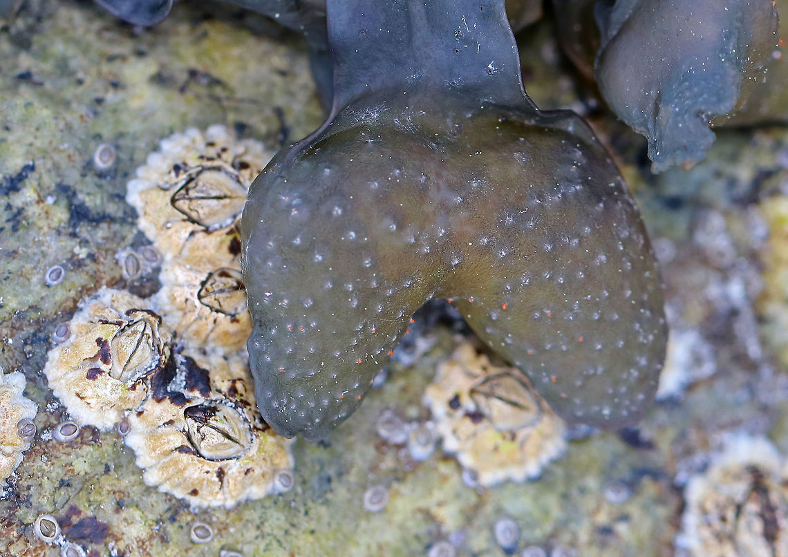 Spiral Wrack - Fucus spiralis This area of the intertidal zone was covered with knotted wrack. Walking through this area was like walking over wet, slippery, stinky noodles that were concealing countless sharp rocks  and crevices.<br />
<br />
<figure class="photo"><a href="https://www.jungledragon.com/image/61979/spiral_wrack_-_fucus_spiralis.html" title="Spiral Wrack - Fucus spiralis"><img src="https://s3.amazonaws.com/media.jungledragon.com/images/3232/61979_thumb.jpg?AWSAccessKeyId=05GMT0V3GWVNE7GGM1R2&Expires=1759968010&Signature=pXEEGYde9X5k7%2FlAIymgs9R0b9Q%3D" width="200" height="164" alt="Spiral Wrack - Fucus spiralis This area of the intertidal zone was covered with knotted wrack. Walking through this area was like walking over wet, slippery, stinky noodles that were concealing countless sharp rocks and crevices.<br />
<br />
https://www.jungledragon.com/image/61976/knotted_wrack_-_ascophyllum_nodosum.html Fucus spiralis,Geotagged,Spiral wrack,Spring,United States,alga,algae,brown algae,seaweed" /></a></figure> Fucus spiralis,Geotagged,Spiral wrack,Spring,United States,alga,algae,brown algae
