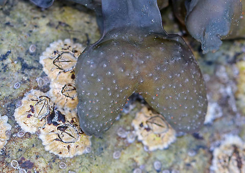 Spiral Wrack - Fucus spiralis This area of the intertidal zone was covered with knotted wrack. Walking through this area was like walking over wet, slippery, stinky noodles that were concealing countless sharp rocks  and crevices.

https://www.jungledragon.com/image/61979/knotted_wrack_-_ascophyllum_nodosum.html Fucus spiralis,Geotagged,Spiral wrack,Spring,United States,alga,algae,brown algae