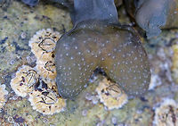Spiral Wrack - Fucus spiralis This area of the intertidal zone was covered with knotted wrack. Walking through this area was like walking over wet, slippery, stinky noodles that were concealing countless sharp rocks  and crevices.<br />
<br />
https://www.jungledragon.com/image/61979/knotted_wrack_-_ascophyllum_nodosum.html Fucus spiralis,Geotagged,Spiral wrack,Spring,United States,alga,algae,brown algae