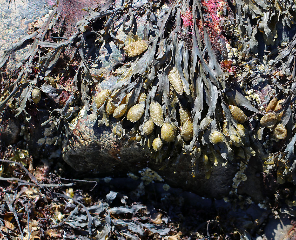 Spiral Wrack - Fucus spiralis This area of the intertidal zone was covered with knotted wrack. Walking through this area was like walking over wet, slippery, stinky noodles that were concealing countless sharp rocks and crevices.<br />
<br />
<figure class="photo"><a href="https://www.jungledragon.com/image/61976/spiral_wrack_-_fucus_spiralis.html" title="Spiral Wrack - Fucus spiralis"><img src="https://s3.amazonaws.com/media.jungledragon.com/images/3232/61976_thumb.jpg?AWSAccessKeyId=05GMT0V3GWVNE7GGM1R2&Expires=1759968010&Signature=Ka5f8fyfWMidDYoqtY13VEQI21s%3D" width="200" height="142" alt="Spiral Wrack - Fucus spiralis This area of the intertidal zone was covered with knotted wrack. Walking through this area was like walking over wet, slippery, stinky noodles that were concealing countless sharp rocks  and crevices.<br />
<br />
https://www.jungledragon.com/image/61979/knotted_wrack_-_ascophyllum_nodosum.html Fucus spiralis,Geotagged,Spiral wrack,Spring,United States,alga,algae,brown algae" /></a></figure> Fucus spiralis,Geotagged,Spiral wrack,Spring,United States,alga,algae,brown algae,seaweed