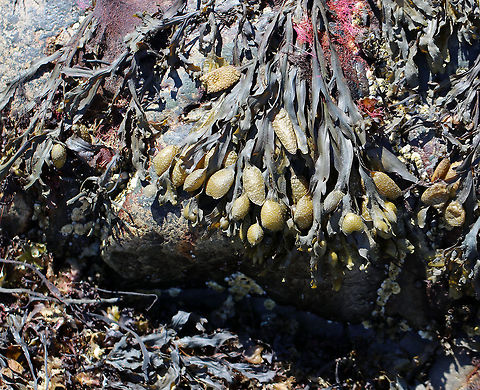 Spiral Wrack - Fucus spiralis This area of the intertidal zone was covered with knotted wrack. Walking through this area was like walking over wet, slippery, stinky noodles that were concealing countless sharp rocks and crevices.

https://www.jungledragon.com/image/61976/knotted_wrack_-_ascophyllum_nodosum.html Fucus spiralis,Geotagged,Spiral wrack,Spring,United States,alga,algae,brown algae,seaweed