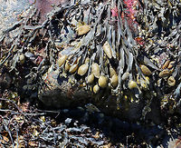 Spiral Wrack - Fucus spiralis This area of the intertidal zone was covered with knotted wrack. Walking through this area was like walking over wet, slippery, stinky noodles that were concealing countless sharp rocks and crevices.<br />
<br />
https://www.jungledragon.com/image/61976/knotted_wrack_-_ascophyllum_nodosum.html Fucus spiralis,Geotagged,Spiral wrack,Spring,United States,alga,algae,brown algae,seaweed