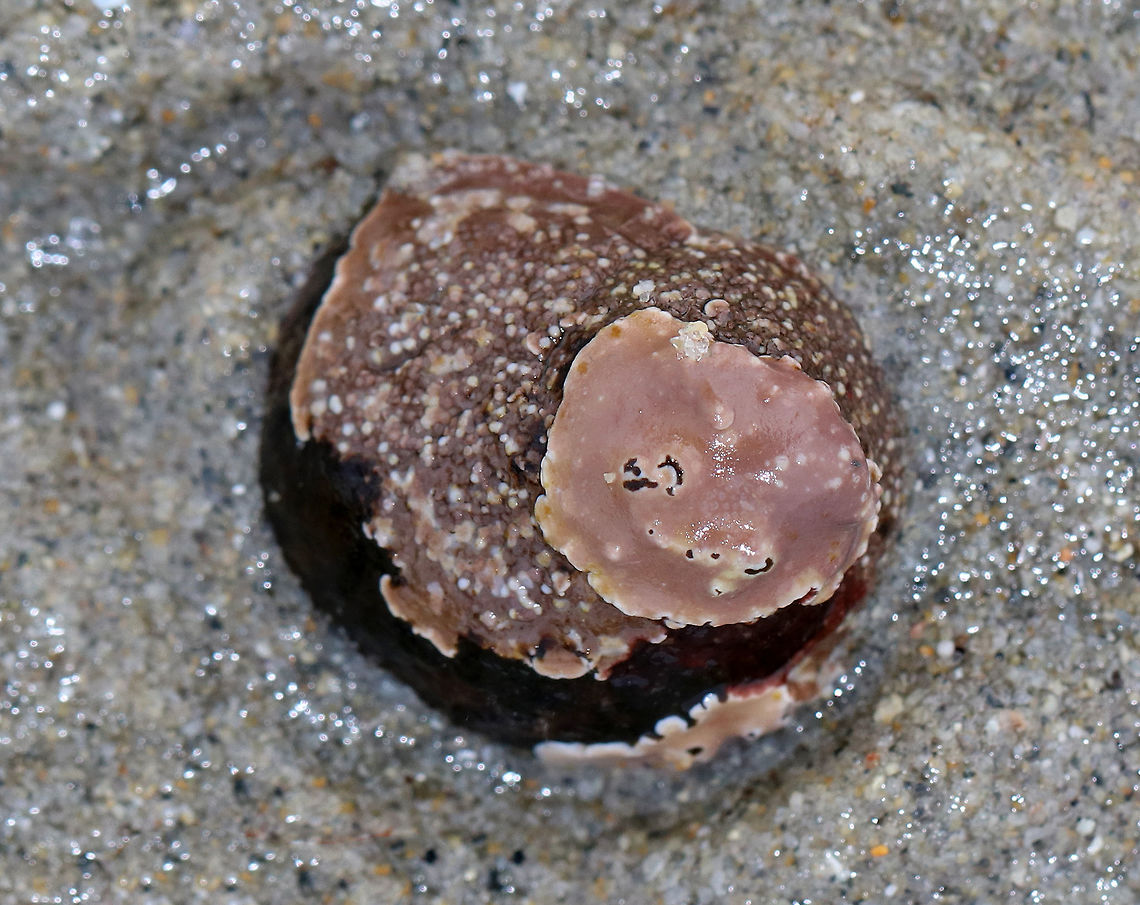 Unknown - possibly crustose algae? I spotted this beautiful, pink, bumpy, crusty stuff all over rocks in the low intertidal zone.  I&#039;m not sure what it is - maybe some kind of crustose algae.<br />
<br />
<figure class="photo"><a href="https://www.jungledragon.com/image/61986/unknown_-_possibly_crustose_algae.html" title="Unknown - possibly crustose algae"><img src="https://s3.amazonaws.com/media.jungledragon.com/images/3232/61986_thumb.jpg?AWSAccessKeyId=05GMT0V3GWVNE7GGM1R2&Expires=1759968010&Signature=JUWiq5N%2FgwZ5z3JdPMpcDfxQ4QY%3D" width="200" height="150" alt="Unknown - possibly crustose algae I spotted this beautiful, pink, bumpy, crusty stuff all over rocks in the low intertidal zone. I&#039;m not sure what it is - maybe some kind of crustose algae.<br />
<br />
https://www.jungledragon.com/image/61987/unknown_-_possibly_crustose_algae.html<br />
https://www.jungledragon.com/image/61985/unknown_-_possibly_crustose_algae.html Geotagged,Spring,United States,alga,algae,crustose algae,intertidal zone" /></a></figure><br />
<figure class="photo"><a href="https://www.jungledragon.com/image/61987/unknown_-_possibly_crustose_algae.html" title="Unknown - possibly crustose algae"><img src="https://s3.amazonaws.com/media.jungledragon.com/images/3232/61987_thumb.jpg?AWSAccessKeyId=05GMT0V3GWVNE7GGM1R2&Expires=1759968010&Signature=FSxKk4Ee8f%2Fwl6d8Ody4XIVg7p0%3D" width="200" height="152" alt="Unknown - possibly crustose algae I spotted this beautiful, pink, bumpy, crusty stuff all over rocks in the low intertidal zone.  I&#039;m not sure what it is - maybe some kind of crustose algae.<br />
<br />
https://www.jungledragon.com/image/61985/unknown_-_possibly_crustose_algae.html<br />
https://www.jungledragon.com/image/61986/unknown_-_possibly_crustose_algae.html Geotagged,Spring,United States,alga,algae,crustose algae,intertidal zone" /></a></figure> Geotagged,Spring,United States,alga,algae,crustose algae,intertidal zone