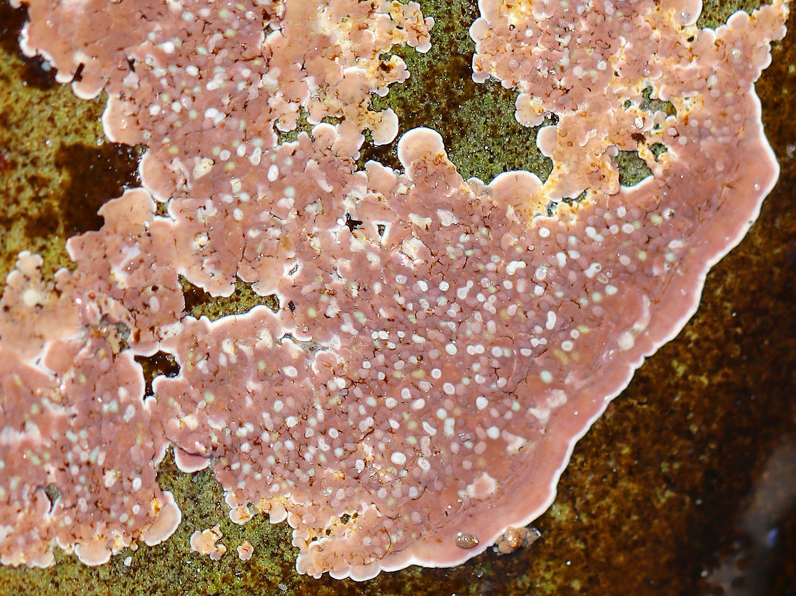 Unknown - possibly crustose algae I spotted this beautiful, pink, bumpy, crusty stuff all over rocks in the low intertidal zone. I&#039;m not sure what it is - maybe some kind of crustose algae.<br />
<br />
<figure class="photo"><a href="https://www.jungledragon.com/image/61987/unknown_-_possibly_crustose_algae.html" title="Unknown - possibly crustose algae"><img src="https://s3.amazonaws.com/media.jungledragon.com/images/3232/61987_thumb.jpg?AWSAccessKeyId=05GMT0V3GWVNE7GGM1R2&Expires=1759968010&Signature=FSxKk4Ee8f%2Fwl6d8Ody4XIVg7p0%3D" width="200" height="152" alt="Unknown - possibly crustose algae I spotted this beautiful, pink, bumpy, crusty stuff all over rocks in the low intertidal zone.  I&#039;m not sure what it is - maybe some kind of crustose algae.<br />
<br />
https://www.jungledragon.com/image/61985/unknown_-_possibly_crustose_algae.html<br />
https://www.jungledragon.com/image/61986/unknown_-_possibly_crustose_algae.html Geotagged,Spring,United States,alga,algae,crustose algae,intertidal zone" /></a></figure><br />
<figure class="photo"><a href="https://www.jungledragon.com/image/61985/unknown_-_possibly_crustose_algae.html" title="Unknown - possibly crustose algae?"><img src="https://s3.amazonaws.com/media.jungledragon.com/images/3232/61985_thumb.jpg?AWSAccessKeyId=05GMT0V3GWVNE7GGM1R2&Expires=1759968010&Signature=JlIZ5oueBt8zRtfAIBUjTlcG9OQ%3D" width="200" height="160" alt="Unknown - possibly crustose algae? I spotted this beautiful, pink, bumpy, crusty stuff all over rocks in the low intertidal zone.  I&#039;m not sure what it is - maybe some kind of crustose algae.<br />
<br />
https://www.jungledragon.com/image/61986/unknown_-_possibly_crustose_algae.html<br />
https://www.jungledragon.com/image/61987/unknown_-_possibly_crustose_algae.html Geotagged,Spring,United States,alga,algae,crustose algae,intertidal zone" /></a></figure> Geotagged,Spring,United States,alga,algae,crustose algae,intertidal zone