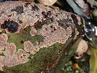 Unknown - possibly crustose algae I spotted this beautiful, pink, bumpy, crusty stuff all over rocks in the low intertidal zone.  I'm not sure what it is - maybe some kind of crustose algae.<br />
<br />
https://www.jungledragon.com/image/61985/unknown_-_possibly_crustose_algae.html<br />
https://www.jungledragon.com/image/61986/unknown_-_possibly_crustose_algae.html Geotagged,Spring,United States,alga,algae,crustose algae,intertidal zone