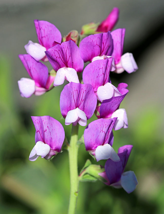 Beach Pea - Lathyrus japonicus Beach pea is a trailing vine with an angled stem and pink-purple pea flowers in long-stalked clusters.  The leaves are pinnately compound with 6-12 oval leaflets.<br />
<br />
Spotted growing along the edge of the beach. Beach Pea,Geotagged,Lathyrus japonicus,Spring,United States,circumpolar pea,sea pea,sea vetchling