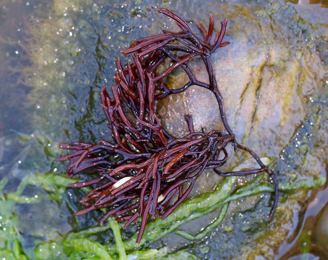 Twig Weed - Polyides rotundus Red seaweed with Y-shaped branching. The branches are robust, yet flexible. Individual branches are about 1.6 mm thick.<br />
<br />
Found subtidal and also washed up in tide pools in southern Maine. Geotagged,Polyides,Polyides rotunda,Polyides rotundus,Spring,Twig Weed,United States,algae,polyides caprinus,red algae,seaweed,twig weed