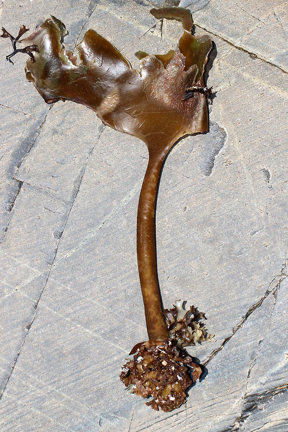 Horsetail Kelp - Laminaria digitata Mature plants have a wide blade that is split into 6+ straplike &quot;fingers&quot;.  The stalk is very stiff and grows to 1.1 m long.<br />
<br />
Spotted in tide pools in southern Maine. Geotagged,Horsetail Kelp,Laminaria digitata,Spring,United States,brown seaweed,kelp,laminaria digitata,oarweed,seaweed