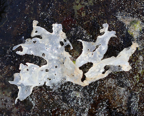 Sea Lettuce - Ulva lactuca Sea lettuce is a thin, flat, GREEN algae that grows from a discoid holdfast on rocks or on other algae. The margin is ruffled and often torn. It can reach 18 cm (7 in) long and up to 30 cm (12 in) across. The membrane is only two cells thick, is soft and translucent.  This piece of sea lettuce was white from being bleached by the sun.

 Ulva lactuca is edible, but has a strong flavor that can be lessened by soaking in water.

 I found this sea lettuce floating free in the low intertidal zone.  Geotagged,Sea lettuce,Spring,Ulva lactuca,United States,algae,seaweed,white seaweed