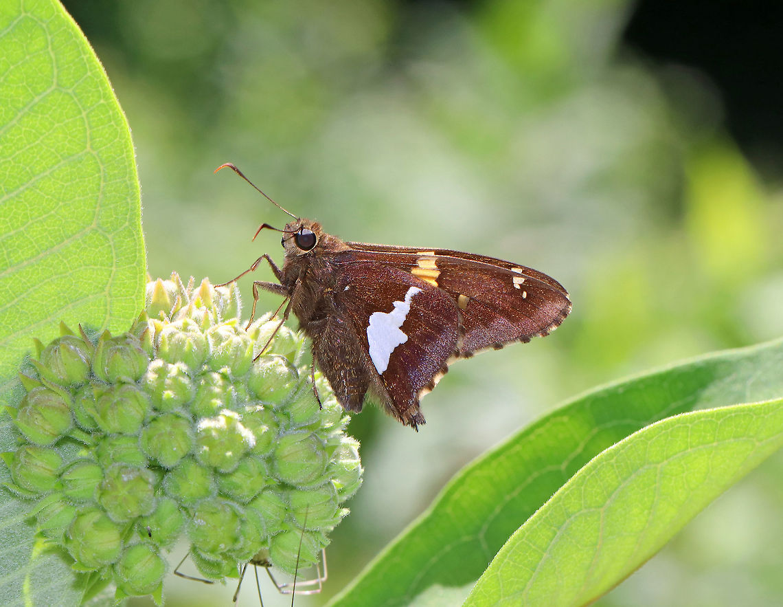 Silver-Spotted Skipper - Epargyreus clarus Chocolate-brown skipper with a golden band on the forewings and a large, silver, irregular spot on the hindwings (below).<br />
<br />
Spotted on milkweed in a rural garden. Epargyreus,Epargyreus clarus,Geotagged,Silver-spotted Skipper,Summer,United States,butterfly,skipper